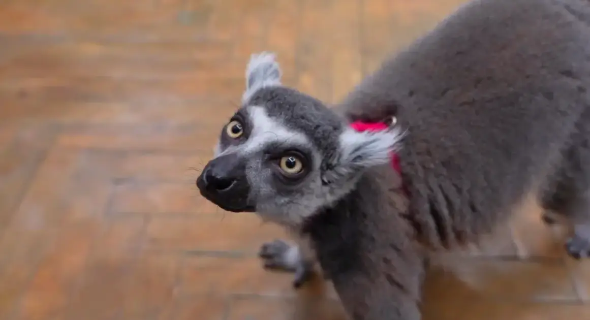 Из антикафе в центре Москвы изъяли кошачьего лемура