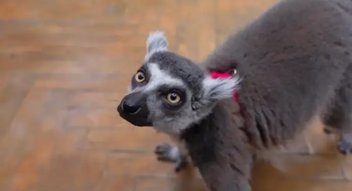 Из антикафе в центре Москвы изъяли кошачьего лемура