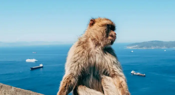 Обезьяны на Гибралтаре научились есть землю из-за фастфуда туристов