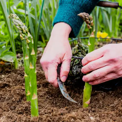 Традиционный нож для сбора белой спаржи