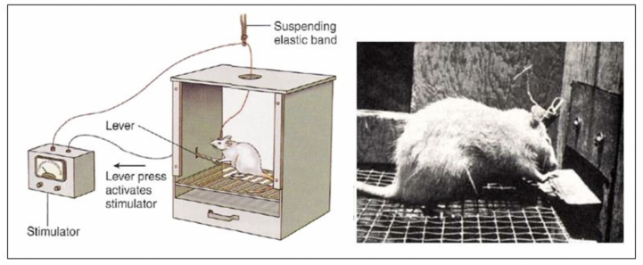 Опыты Джеймса Олдса и Питера Милнера на крысах, 1950-е годы
