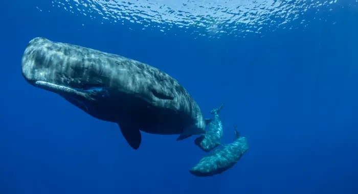 Ученые надеются научиться говорить на «языке» кашалотов