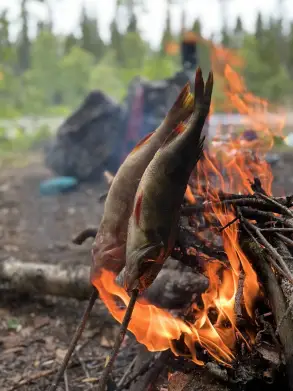 Стоянка на острове посреди реки Умба. Дмитрий готовит окуней из Канозера на ужин