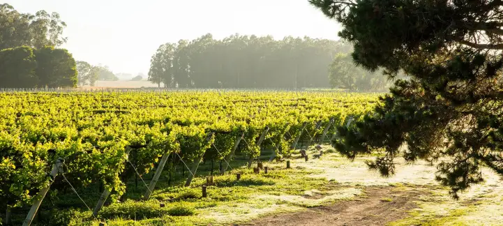 Виноградники Trapiche. Здесь делают океаническое вино