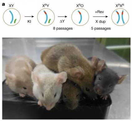 Сверху: манипуляции с хромосомами. Сначала в Х-хромосому встроили ген красного светящегося белка, чтобы следить за их количеством, потом отобрали клетки, которые потеряли Y-хромосому, потом отобрали клетки, в которых случайно удвоилась Х-хромосома. Снизу: мышата от двух отцов. Источник: Murakami et al., 2023.