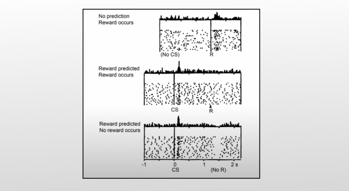Вверху: активность дофаминовых нейронов увеличивается после получения награды (R). В середине: нейроны реагируют на сигнал (CS), но не на награду. Внизу: отсутствие награды после сигнала снижает активность нейронов