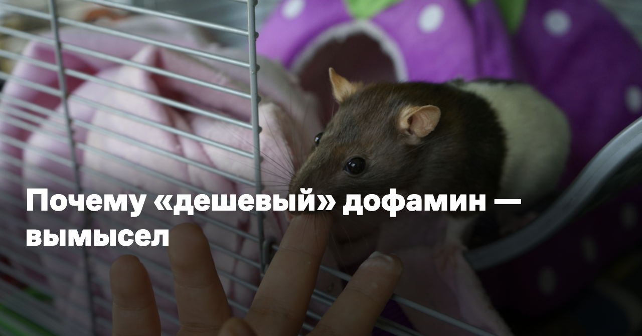 Почему «дешевый» дофамин — вымысел - Reminder