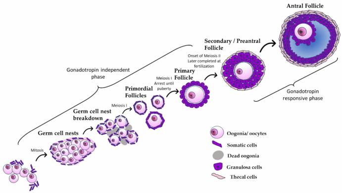 Стадии развития фолликула. Розовые кружки — предшественники яйцеклеток и яйцеклетки, фиолетовые полоски — неполовые клетки, которые после полового созревания делятся и образуют два типа клеток, гранулезу (фиолетовые) и теку (бледно-розовые). Источник: Fletcher et al., 2022.