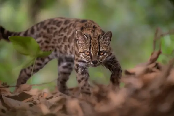 Кошка тилкайо. Фото: Fernando Faciole/National Geographic/Handout