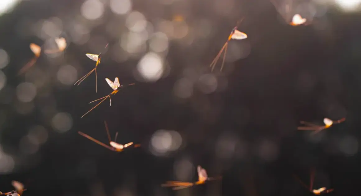 Ученые раскрыли тайну «вертикального танца» поденок