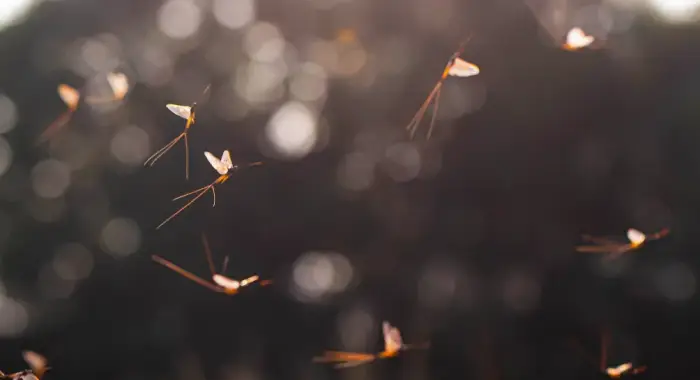 Ученые раскрыли тайну «вертикального танца» поденок