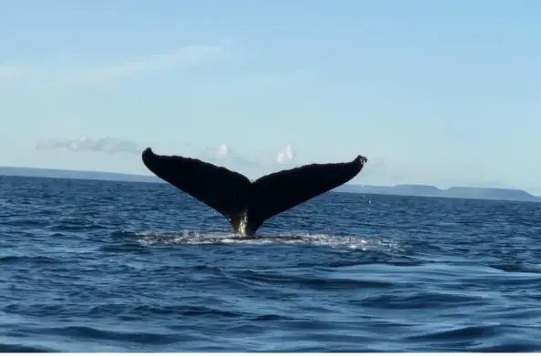 Хвост заныривающего кита на Командорских островах.