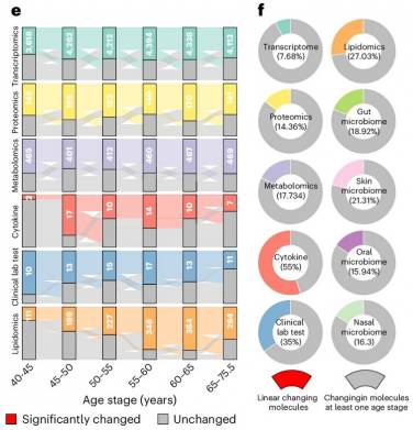 Слева (e) — число параметров крови, значения которых значительно изменились в каждой возрастной группе по сравнению с «базовым уровнем» — группой 25-40 лет. Они выделены цветом. Параметры сгруппированы по категориям (сверху вниз): экспрессия генов, белки, продукты обмена веществ, цитокины (иммунные сигнальные вещества), данные обычного клинического анализа крови, липиды.  Справа (f) — доля параметров, которые с возрастом изменяются линейно. Каждый круг — это все параметры одной категории (белки крови, липиды крови, экспрессия генов и т.д.) Цветом выделена доля тех, которые изменяются линейно. Но большинство оказывается в серой зоне — то есть меняются нелинейно. Источник: Shen et al., 2024