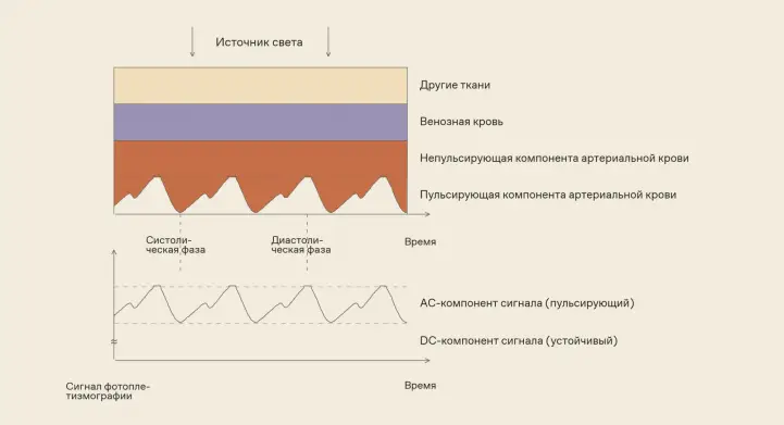 Как носимые гаджеты получают исходные данные о здоровье