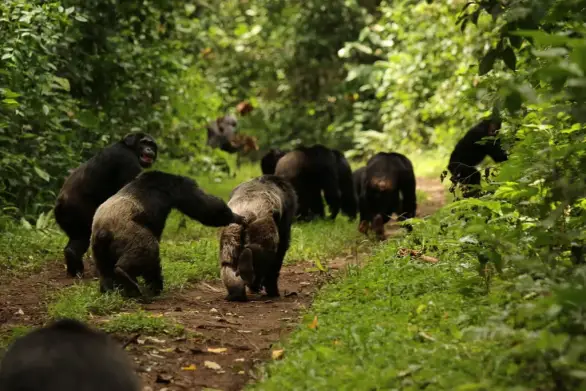 Подбадривающий жест самца шимпанзе Нгого. Фото: Aaron Sandel