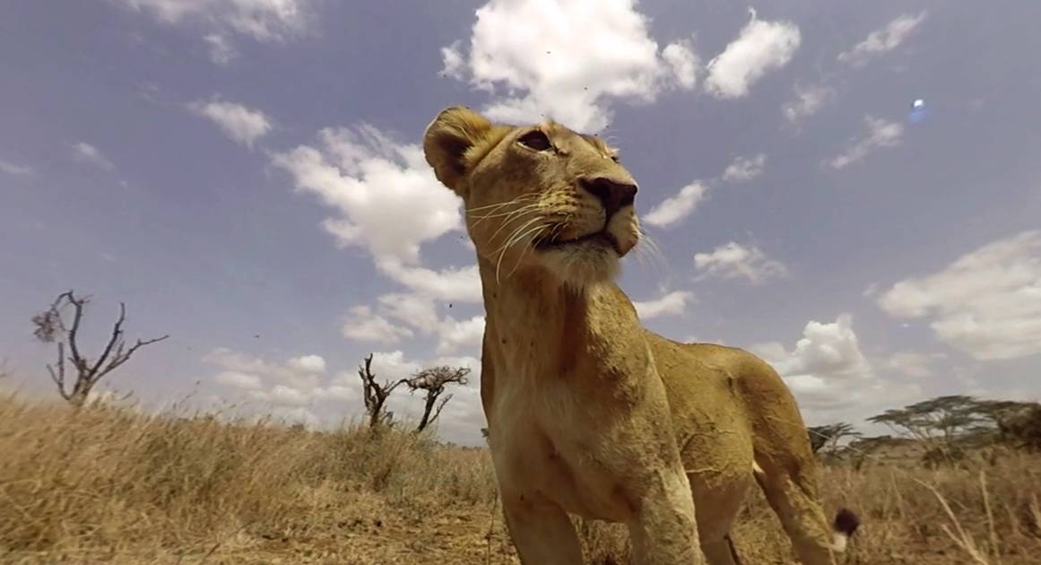 Покормить льва: сервис виртуальной реальности, который понижает стресс
