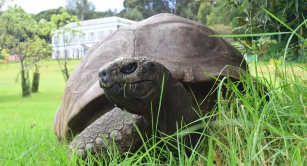 Сообщение о смерти старейшей в мире черепахи оказалось криптоаферой