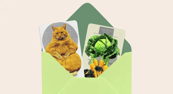 Декаф лучше кофеина, «золотой час» перед сном и толстый кот против прокрастинации