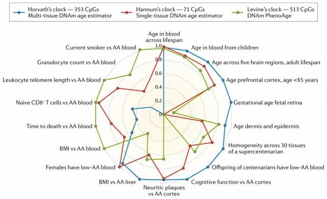 Эпигенетические часы работают с разной точностью на разном материале — в зависимости от того, на каких тканях их обучали. Например, часы Ханнум (красный), выведенные на клетках крови, вообще не справляются с определением возраста по клеткам сетчатки глаза, печени и мозга. А часы Хорвата (синий) плохо справляются с образцами крови при ускоренном старении (АА). Источник: Horvath & Raj, 2018.