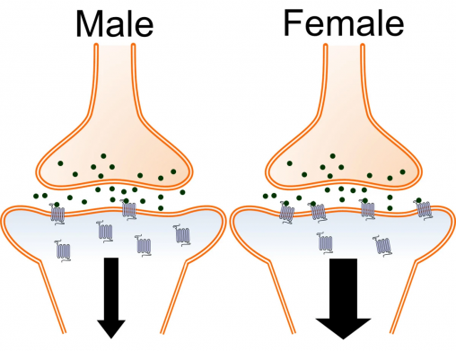 Количество рецепторов (синие квадраты), связывающихся с кортиколиберином (зеленые точки) на поверхности синапса (место контакта двух нейронов) в мужском мозге (слева) и женском (справа)