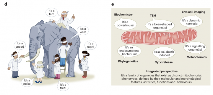 Как в той притче, где слепые щупают слона по частям, биологи тоже часто смотрят на митохондрии лишь с одного угла. В зависимости от точки зрения, можно сказать, что это электростанция, или бобовидная органелла, или динамическая сеть, или симбиотическая бактерия, или индуктор клеточной смерти, или просто сигнальная органелла. А на самом деле — все вместе.
