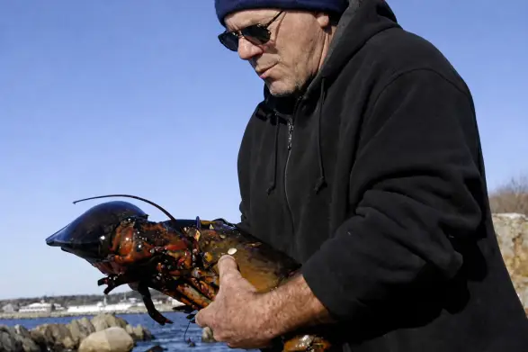 Самый известный задокументированный долгожитель среди лобстеров — Джордж. Так назвали американского омара, которого выловили у берегов Ньюфаундленда и продали в ресторан в Нью-Йорке в декабре 2008 года. Там он прожил около десяти дней в аквариуме, успел стать местной знаменитостью и получить имя и затем благодаря усилиям зоощитников был выпущен обратно в море. Джордж весил девять килограммов, а поскольку лобстер набирает примерно полкило за 7-10 лет, его возраст оценили в 80–140 лет.