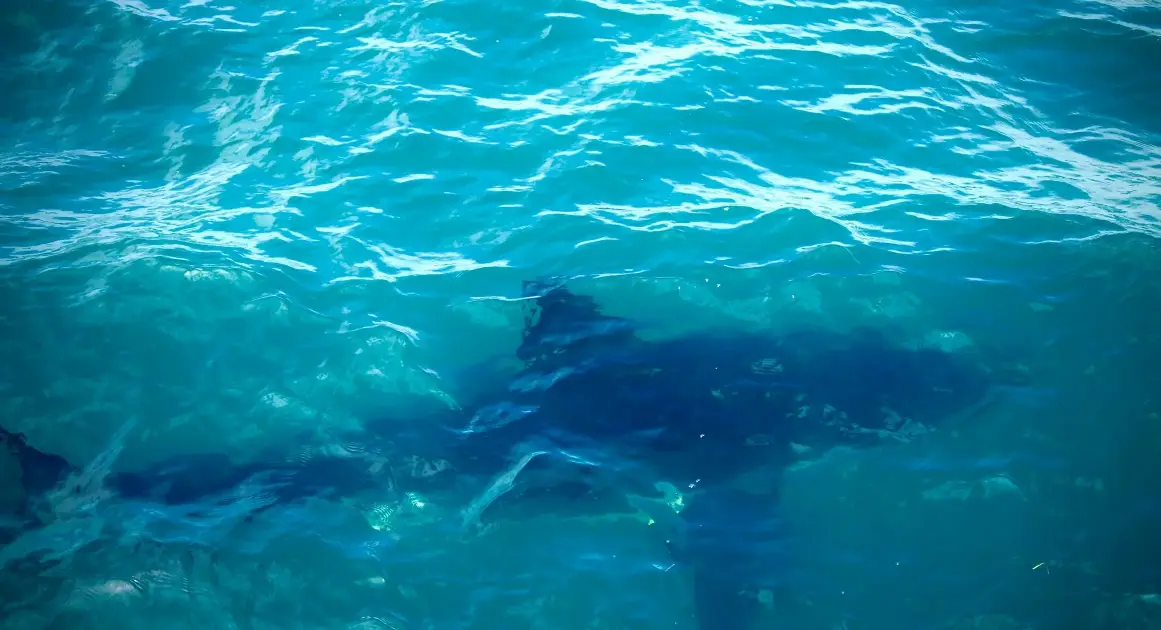 Ученые обнаружили, что бычьи акулы заводят «друзей»