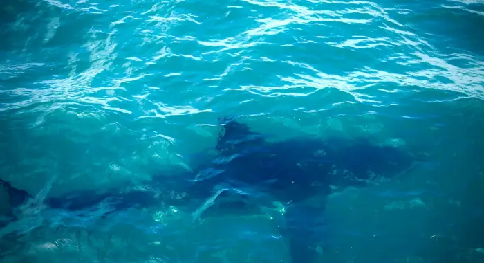 Ученые обнаружили, что бычьи акулы заводят «друзей»