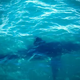 Ученые обнаружили, что бычьи акулы заводят «друзей»