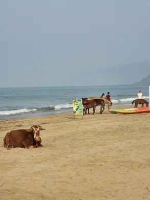 На пляжах Индии можно встретить коров и лошадей. Фото Анны Петренко