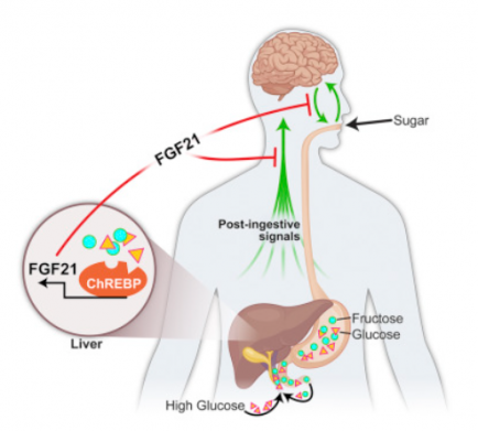 Схема работы белка FGF21, который синтезируется печенью в ответ на поступление в организм высокой дозы сахара.