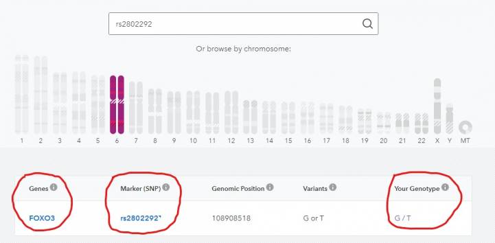 Вот, например, интересный обзор генетических маркеров долголетия. У меня, по результатам тестирования 23andme, обнаружена вариация rs2802292. Чтобы понять, что это значит, не обязательно быть генетиком. Если выйти на соответствующую страницу snpedia (это специальная википедия по генетическим маркерам), мы увидим, что у меня есть одна копия гена долголетия (G), что в 1,5-2 раза увеличивает мои шансы дожить до 100 лет.