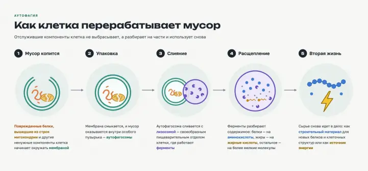 Как работает аутофагия