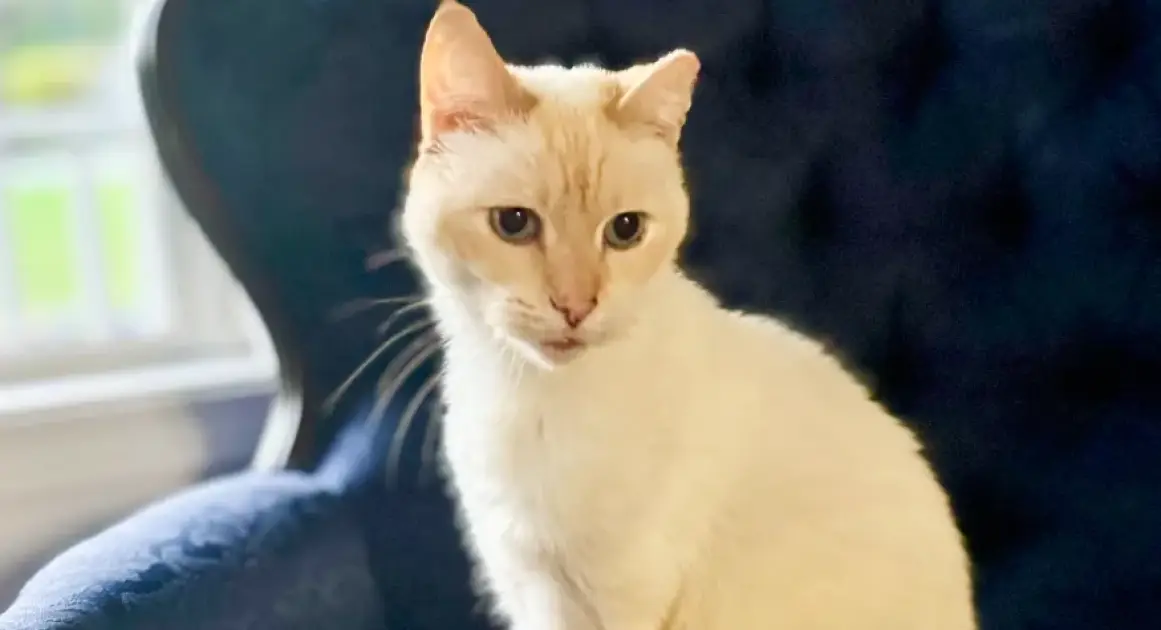 Семья в США нашла своего пропавшего семь лет назад кота