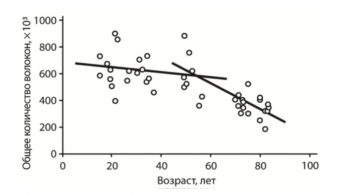 Диаграмма рассеяния, демонстрирующая корреляцию общего количества волокон в латеральных мышцах бедра в зависимости от возраста у мужчин от 18 до 82 лет.