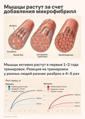 Почему растут мышцы? Не из-за микроразрывов, как принято считать
