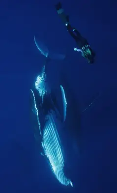 Встреча с китами стала переломным моментом в жизни и одним из самых смелых поступков — я осмелилась реализовать свою мечту