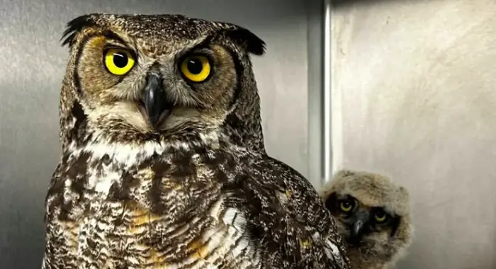 Спасенная людьми сова усыновила двух осиротевших совят