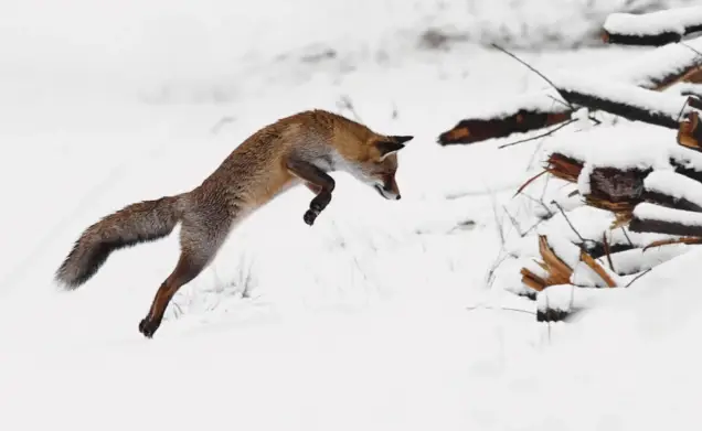 «Фирменный» прыжок лисы, охотящейся на мышь