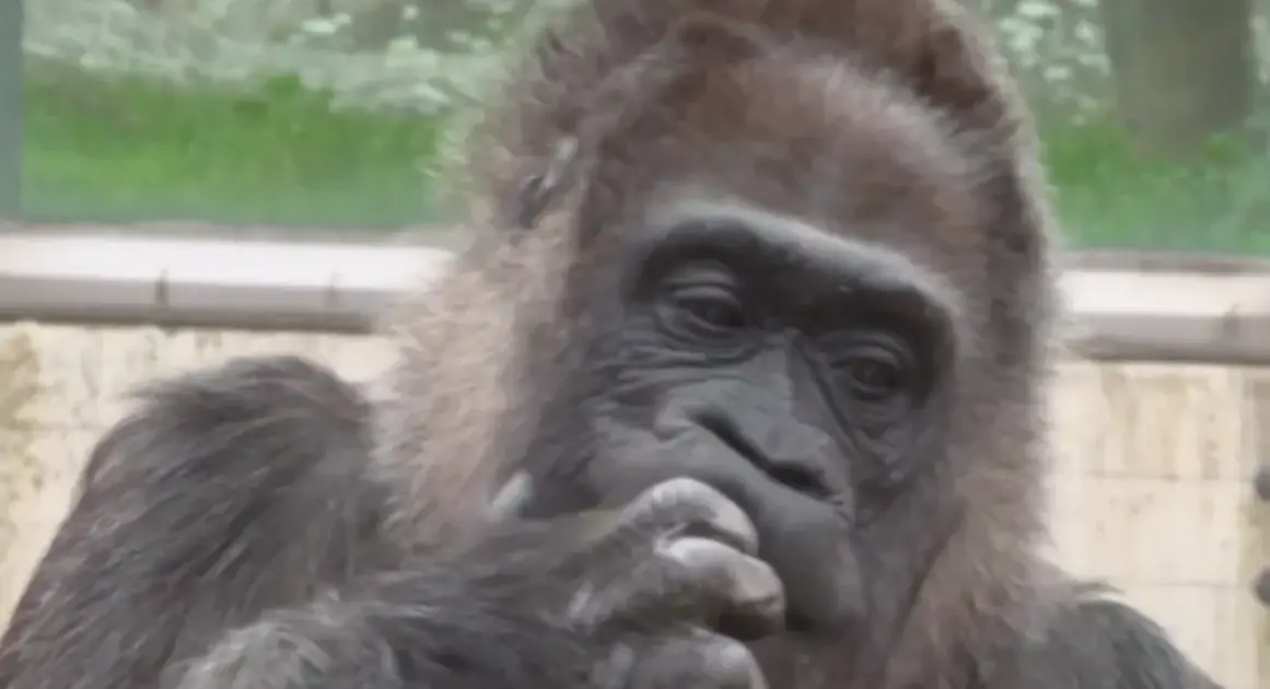 Самая старая горилла в мире отпраздновала 69-летие