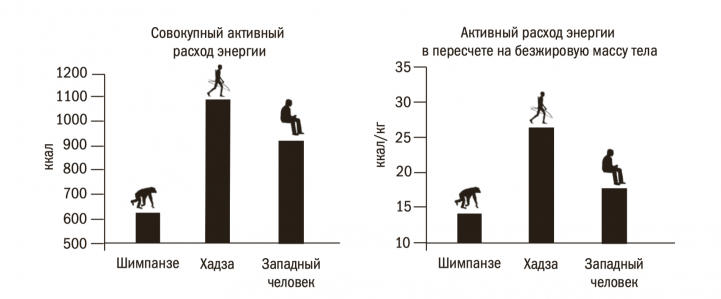 Общий активный расход энергии (слева) и активный расход энергии в пересчете на килограмм безжировой массы тела (справа) для шимпанзе, охотников-собирателей хадза и людей западной культуры. Данные усреднены для мужчин и женщин.